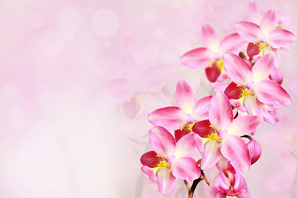 istock pink orchid flowers background. 481165304