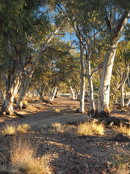 gum alberi nel pomeriggio letto del fiume secco di roe creek - alice springs billabong eucalyptus tree australia foto e immagini stock