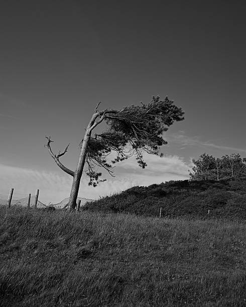 Trees An image of a tree bowing in the wind on a spring day in black and white misshaped stock pictures, royalty-free photos & images