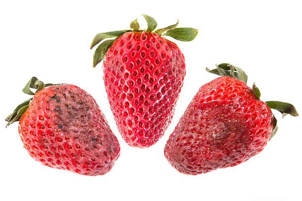 Rotten strawberries Rotten strawberries isolated on white background hypha photos stock pictures, royalty-free photos & images