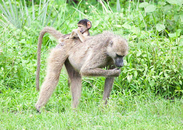 istock Baby baboon with its mother 481167286