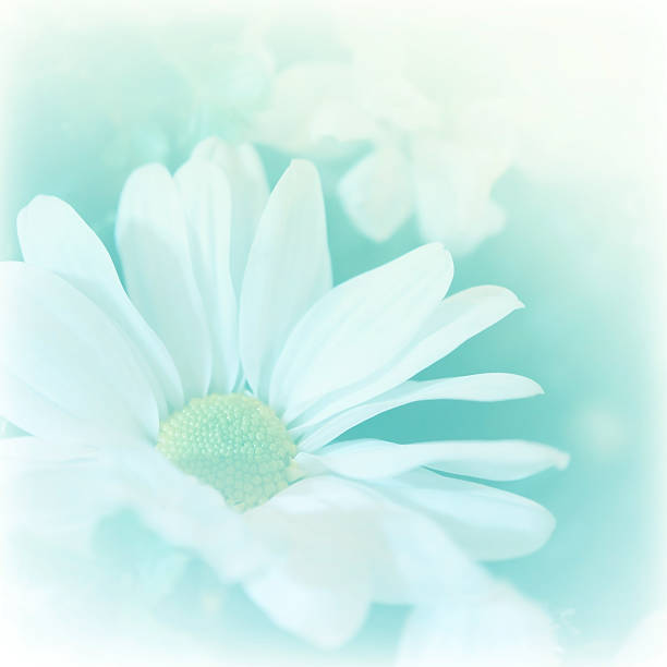 istock Chrysanthemums, in soft color style 481169520