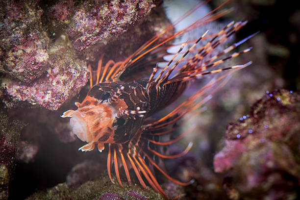 Pterois antennata lionfish Antennata Lionfish (Pterois antennata), also known as the Ragged-finned Firefish or Spotfin Lionfish,, is a fish found in the tropical Indian and Western Pacific Oceans.  it grows to a maximum of 20 cm and packs a venomous sting. pterois antennata stock pictures, royalty-free photos & images