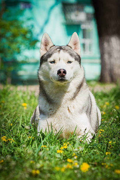 istock Portrait of Siberian Husky 481170860