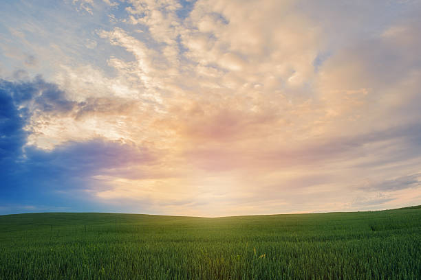 istock Landscape of green field over sunset 481171968