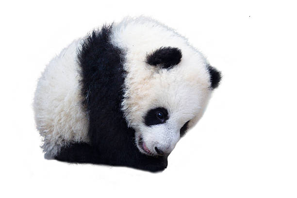 istock Adorable Baby Panda Panda 481174535