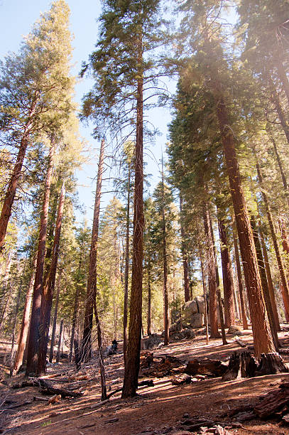 istock Giant Sequoia in Yosemite 481174810