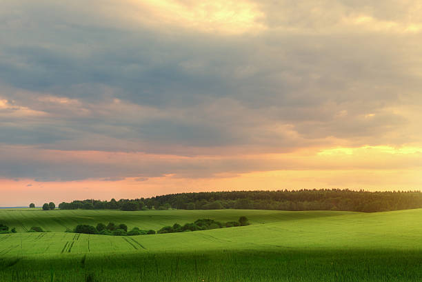 istock Landscape of green field in summer evening 481174830