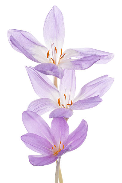 colchicum - colchicaceae fotografías e imágenes de stock