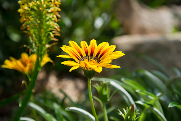 istock yellow red strip petals flowers 481176409