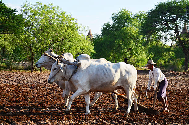Bagan, Myanmar - May 21, 2015: Burmese farmer with cow for plowing towing on rice field located at Pukam in Bagan, Myanmar
