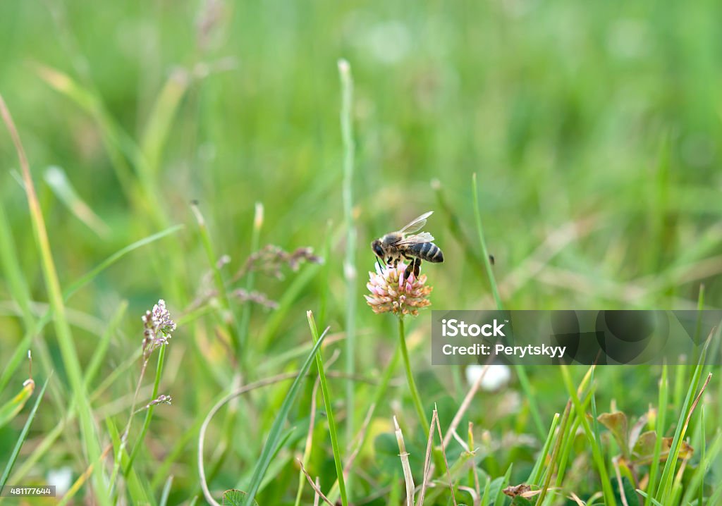 bee on clover bee on clover flower 2015 Stock Photo