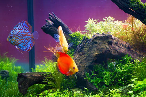 istock Discus fish ,Symphysodon aequifasciatus 481178636