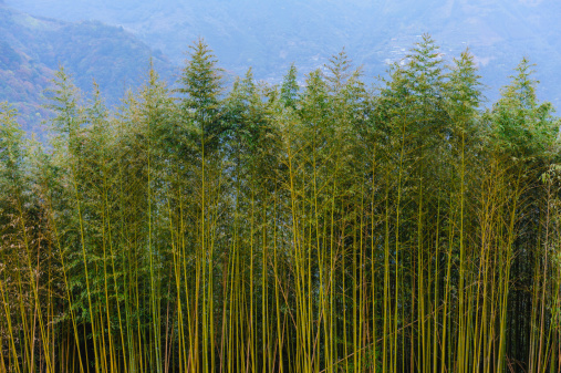 Bamboo forest on a mountain side