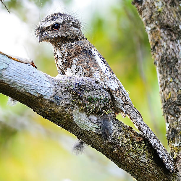 istock male Hodgson Frogmouth 481181175