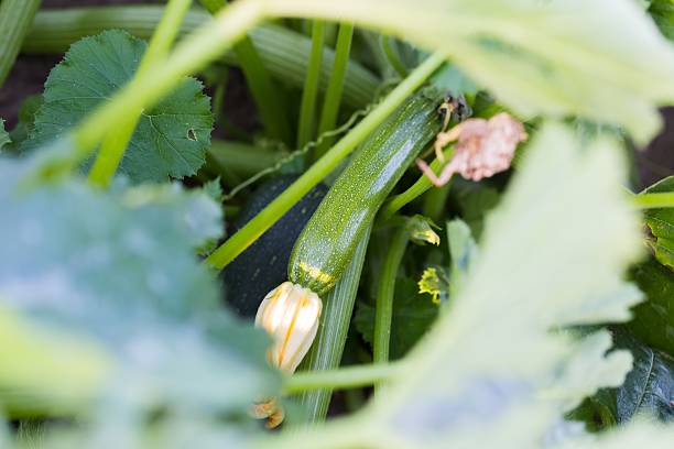 istock Young courgette growing in ecological garden 481181752