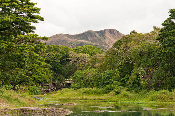 istock green tree with mountain in solomon island 481181824