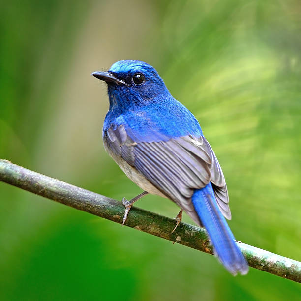 istock male Hainan Blue Flycatcher 481181845