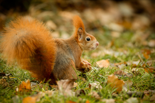 Red squirrel holding a hazelnut