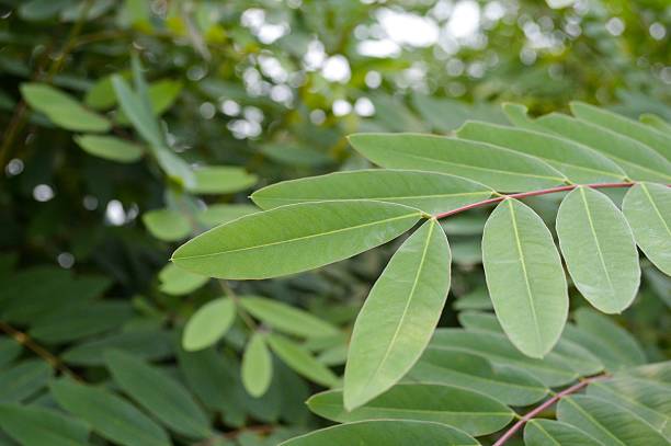 istock green Senna siamea leaves 481182608