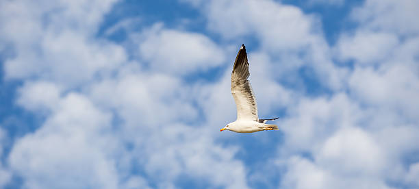 istock Panorama seagull flying to the left on a blue sky 481182698