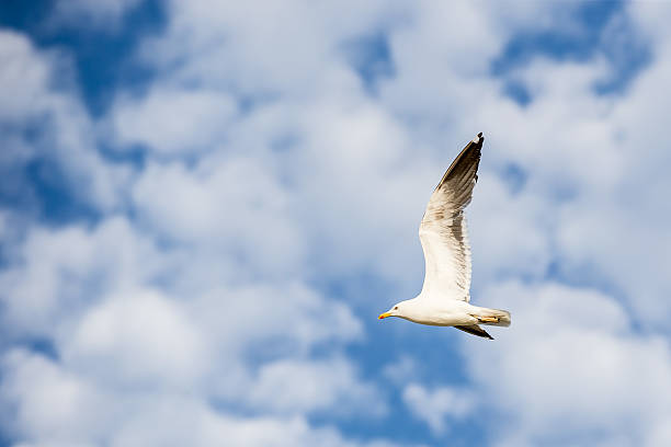 Cтоковое фото Seagull летать на голубое небо с белые облака