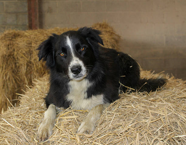 istock Sheepdog on straw bale with head cocked 481182714