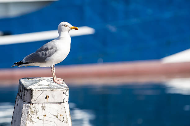 Cтоковое фото Белый seagull на дорожных столбов срабатывает в гавань