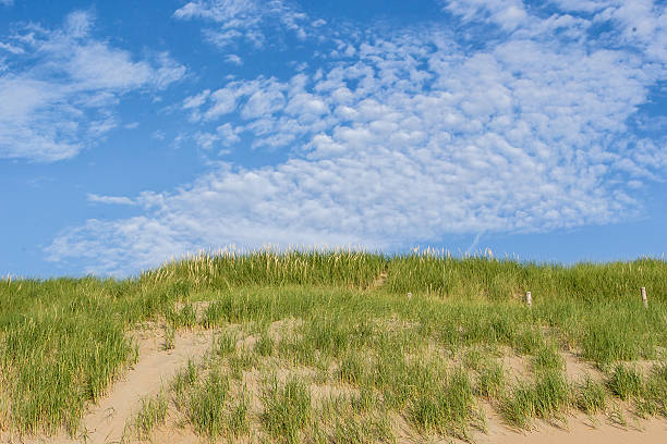 istock Beach coast with dunes on a sunny day with clouds 481182774