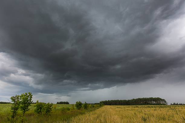 istock Dark stormy clouds over corn field at summer 481182878