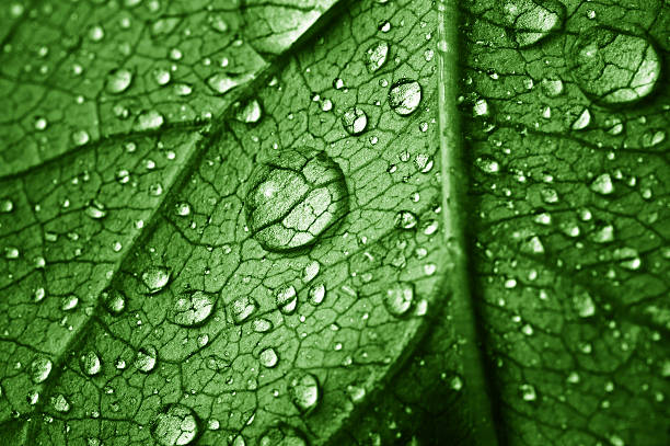 beautiful leaf with drops stock photo