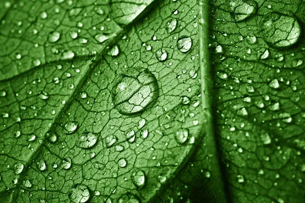 Photo of beautiful leaf with drops