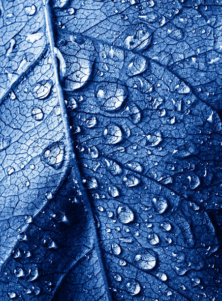 beautiful leaf with drops stock photo