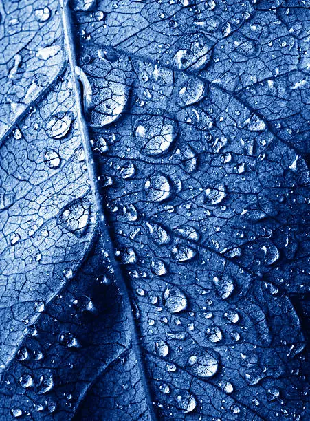 close-up beautiful leaf with drops