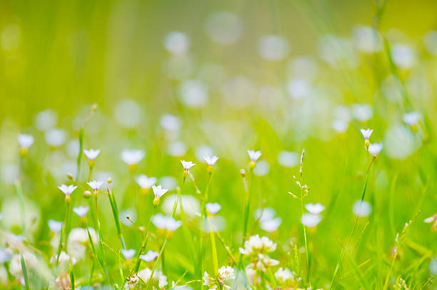 Blue Eyed Grass-Sisyrinchium rosulatum, Kanagawa Prefecture/Japan, 2013/5/16.