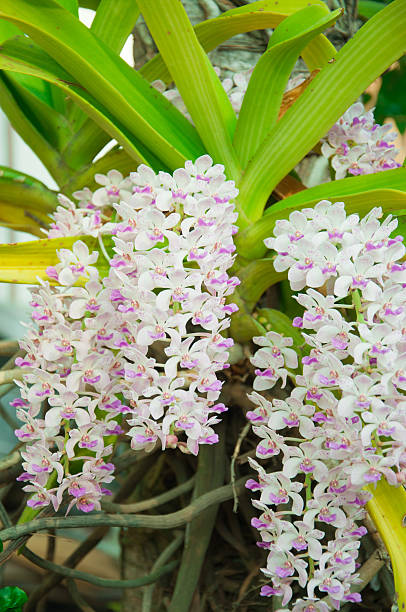The species orchid (Rhynchostylis),Flowers in Thailand The species orchid (Rhynchostylis),Flowers in Thailand rhynchostylis gigantea orchid stock pictures, royalty-free photos & images