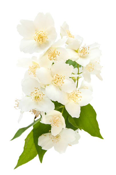 istock Bouquet of Jasmine 481185933