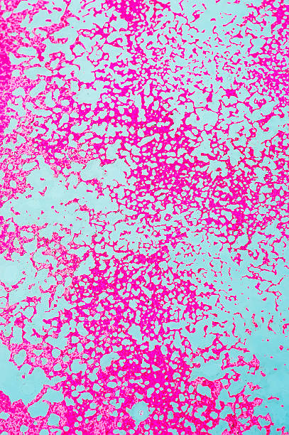 istock pink  Grunge Background with Old Peeling Paint 481186271