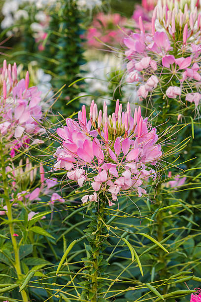 istock Pink And White Spider flower(Cleome hassleriana) 481186851