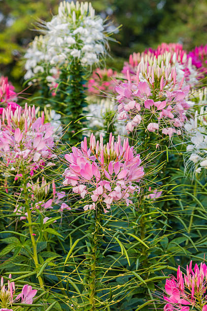 istock Pink And White Spider flower(Cleome hassleriana) 481186875