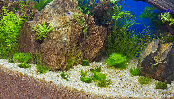 istock Aquatic plants in tropical 481187023