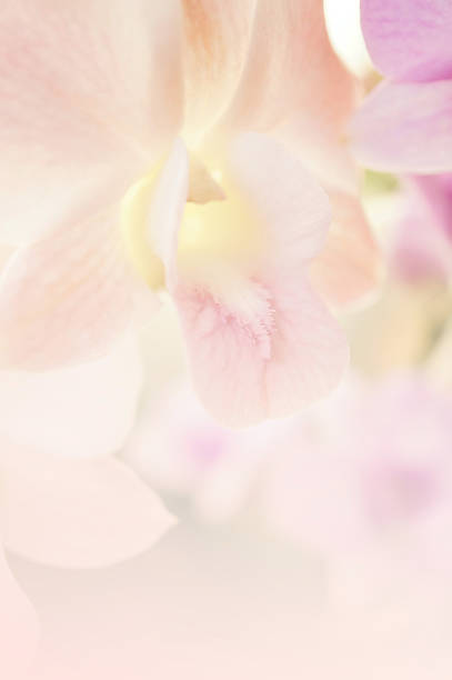 istock Sweet color orchids in soft color and blur style 481187362