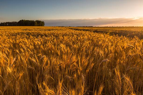 istock Beautiful landscape of sunset over corn field at summer 481189080