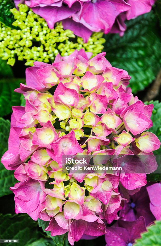 Rain on Hydrangea Raindrops from a brief storm cling to the pink flowers of these Hydrangea bushes. 2015 Stock Photo
