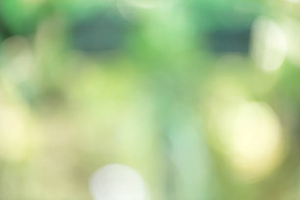 istock Blurred abstract background bokeh nature with sunligh 481189454
