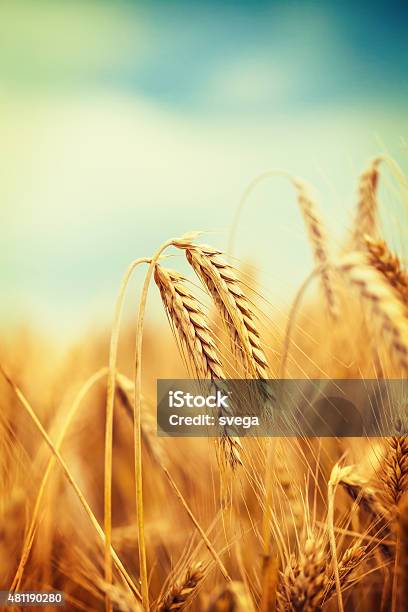 Ripe Wheat Field Against Blue Sky Stock Photo - Download Image Now - 2015, Agricultural Field, Agriculture