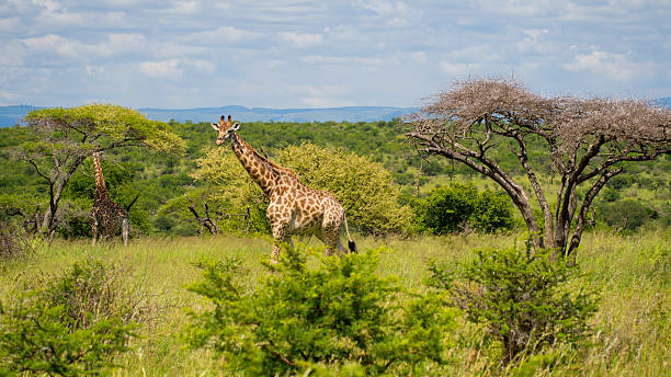 istock Giraffe walking in National Park 481191393