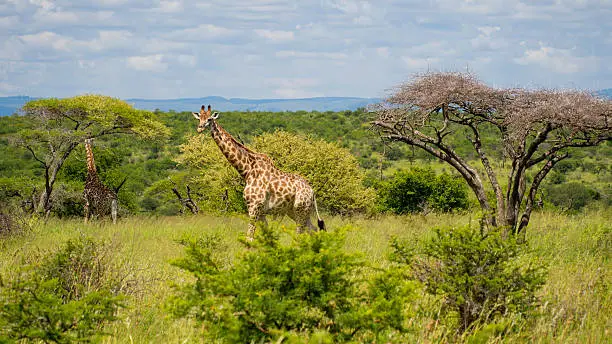 Giraffe walking in National Park