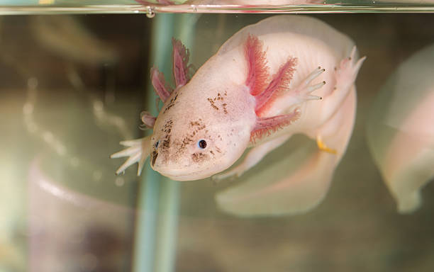 axolotl in water stock photo