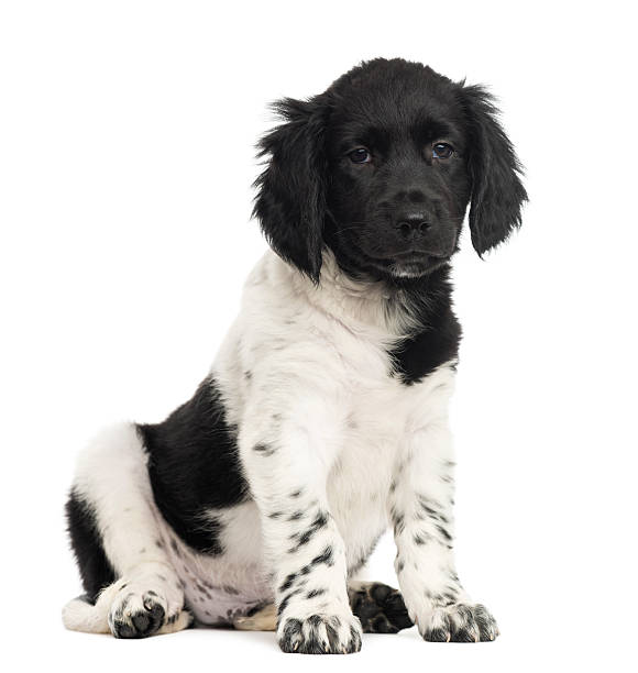 istock Stabyhoun puppy sitting, looking at the camera 481191925